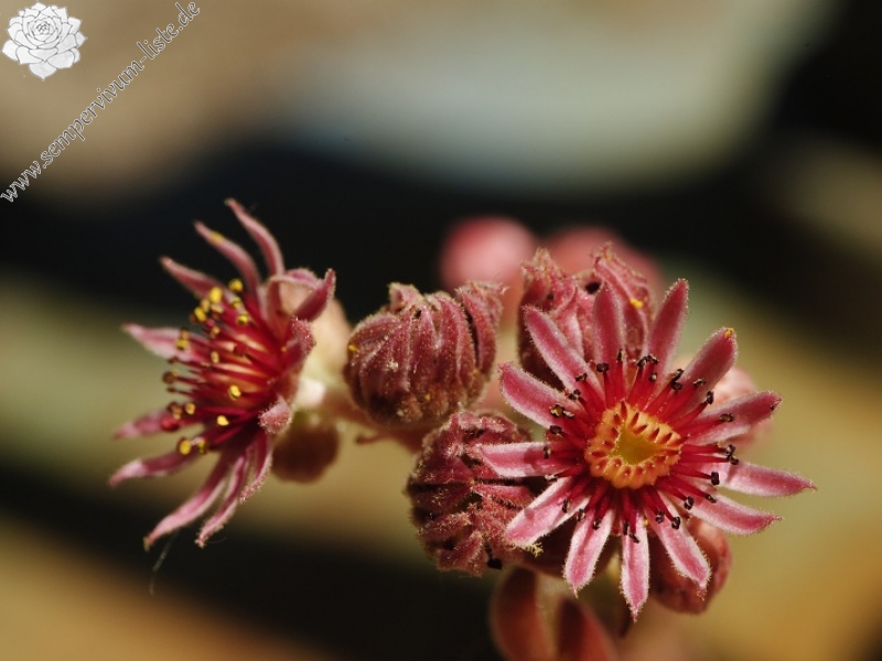 marmoreum ssp. reginae-amaliae (macedonicum) from Golem Korab, O