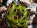 cantabricum ssp. cantabricum from Bulnes 
