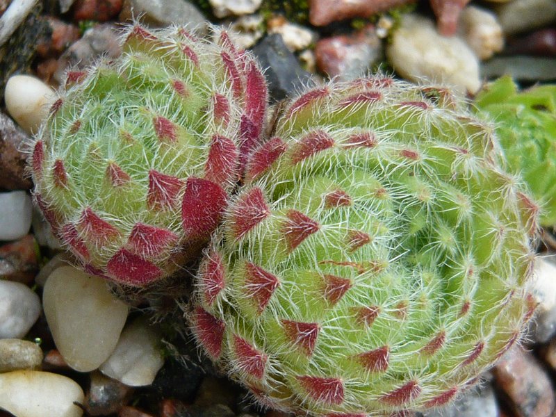 ciliosum from Strumska Dolina