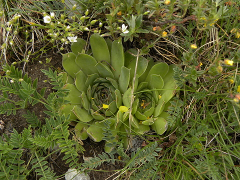 heuffelii (glabrum) from Cete