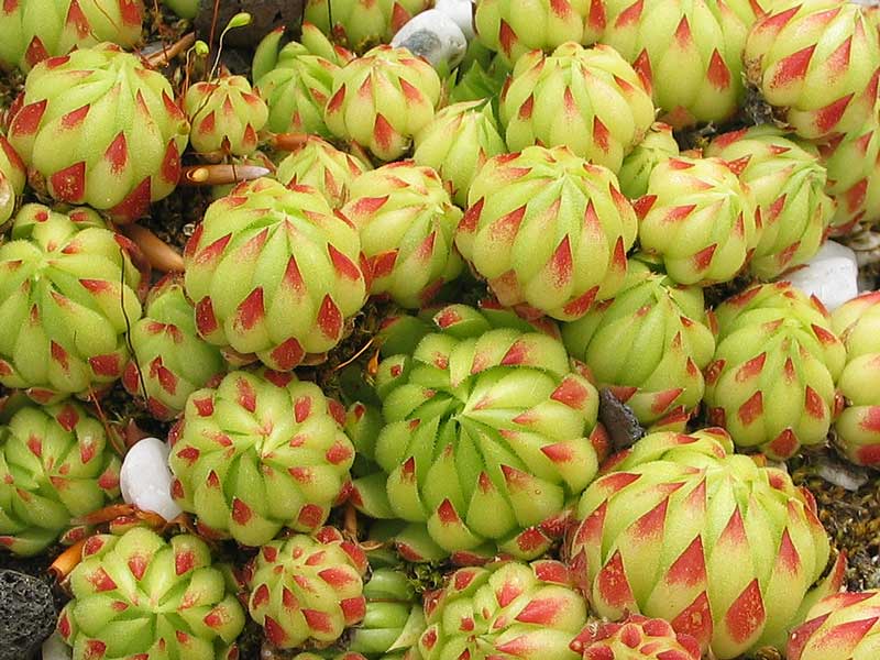 globiferum ssp. allionii from Gorges sup. du Cians