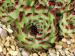 calcareum from Clue de Saint Auban