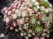 arachnoideum ssp. tomentosum (laggeri) 