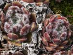 arachnoideum ssp. tomentosum (moggridgei) 