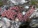 arachnoideum ssp. arachnoideum from Gornergrat (Riffelberg)