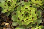 calcareum from La Petite Clue