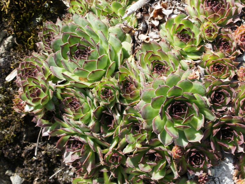tectorum var. tectorum from Villnösstal (Teis)