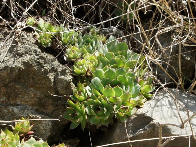 tectorum var. tectorum from Villnösstal (Straße nach Teis)