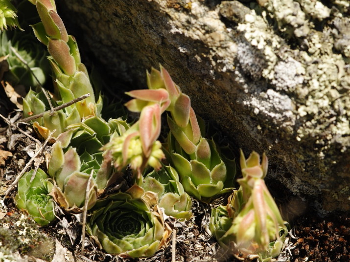 heuffelii from Kozjak, SO Abhang