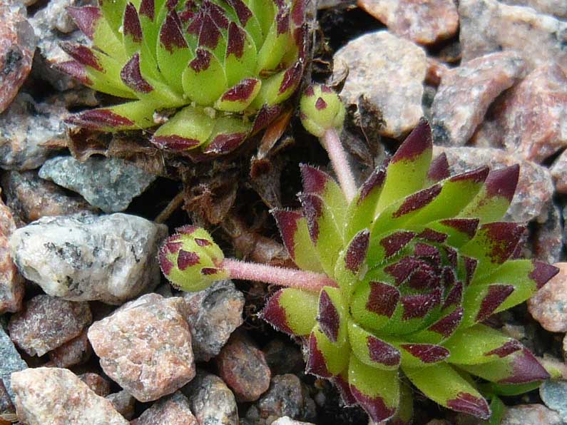 montanum ssp. stiriacum from Großglockner