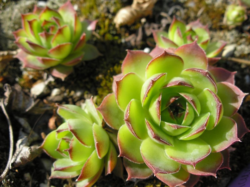 tectorum var. tectorum (pyrenaicum)