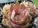 marmoreum ssp. reginae-amaliae (degenianum)