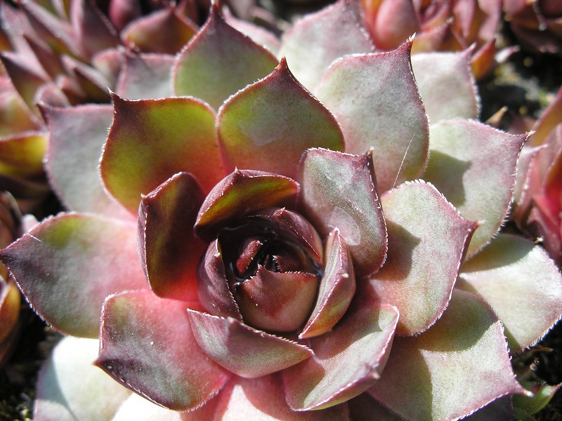 tectorum var. tectorum (rhenanum)