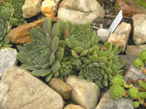 marmoreum ssp. erythraeum from Suchoto ezero
