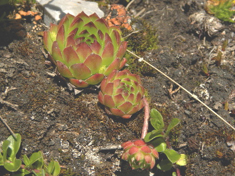 marmoreum ssp. marmoreum from Kom Vasojevićki  (Abhang)