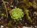 globiferum ssp. hirtum (hirtum) from Stratená, unter dem Dorf