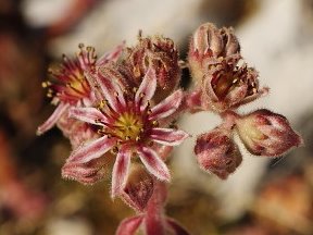marmoreum ssp. marmoreum (dinaricum) from Veliki Troglav