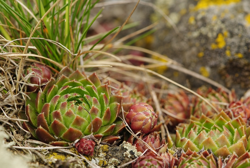 globiferum ssp. globiferum from Těšetice, südlich
