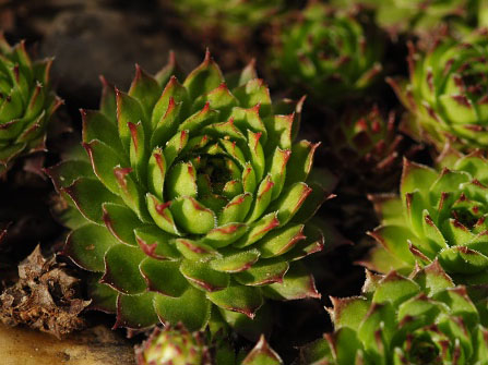 marmoreum ssp. marmoreum (balcanicum) from Mara Gidik