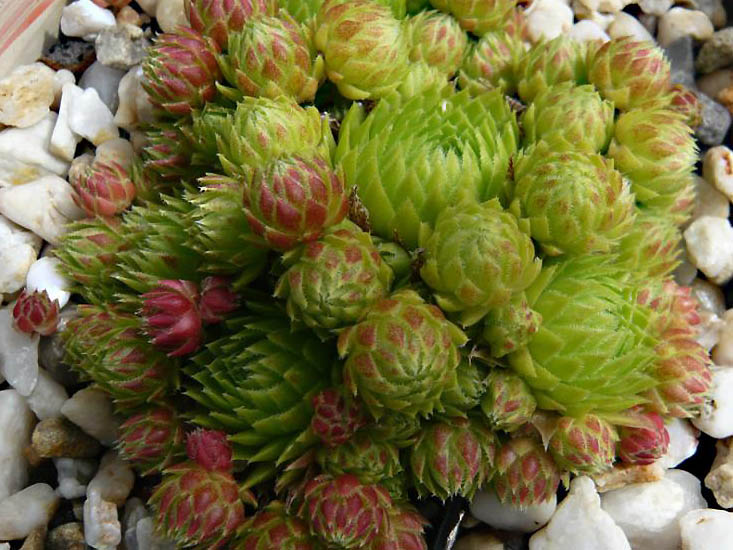 globiferum ssp. arenarium from Pustertal