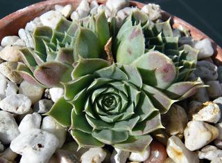 heuffelii (glabrum) from Treska Gorge