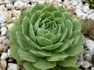 tectorum var. tectorum (decoloratum) from Culoz