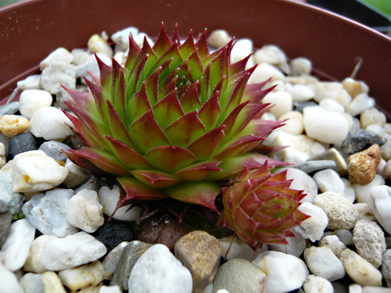 tectorum from Val Casterino