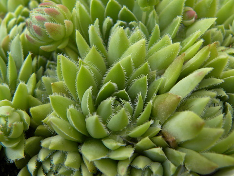 globiferum ssp. hirtum (hillebrandtii) from Gulsen