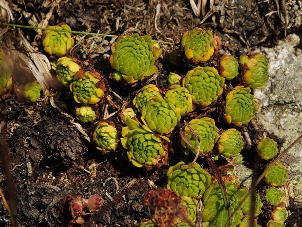 montanum ssp. carpathicum from Kozi Wierch