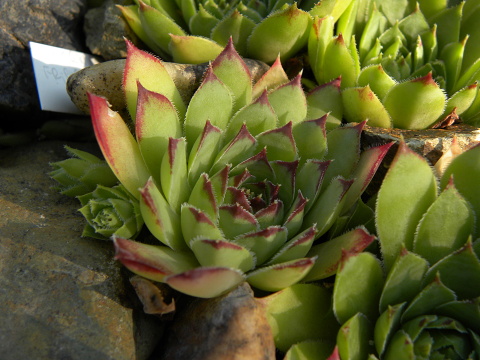 tectorum var. tectorum from Bethmale