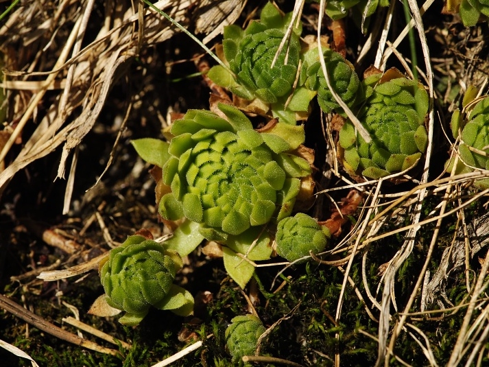 montanum ssp. carpathicum from Mengusovská dolina, Žabí potok