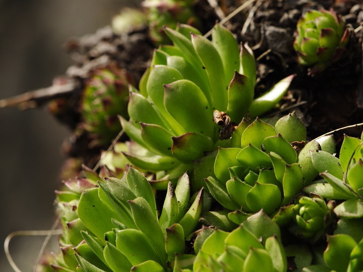 montanum ssp. heterophyllum from Malý Grič