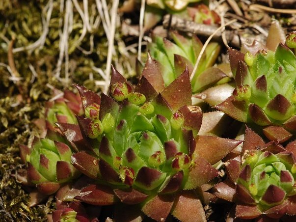 globiferum ssp. hirtum (preissianum) from Sladná skala