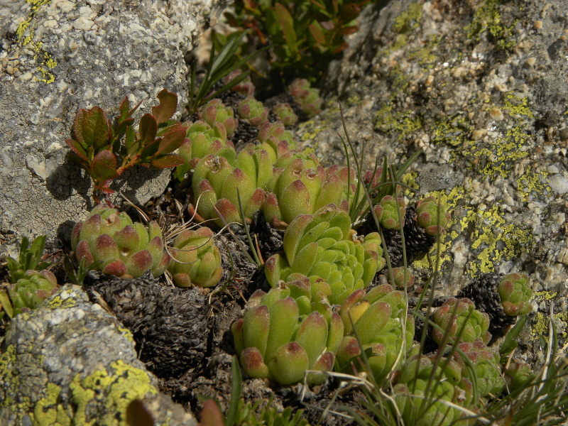 montanum ssp. montanum from Ratera, Sattel