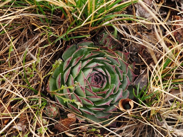 tectorum var. tectorum from Sveti Hieronim