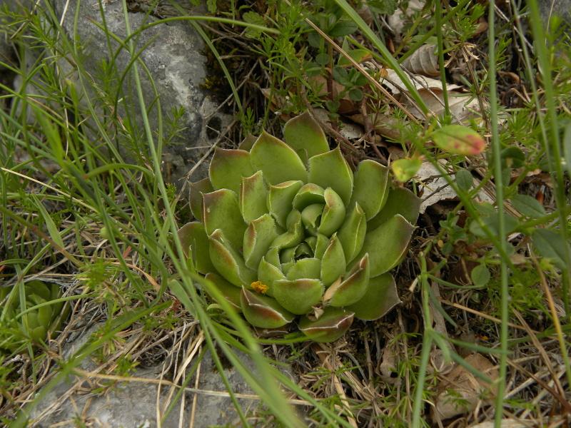heuffelii (glabrum) from Veljkova Ploča