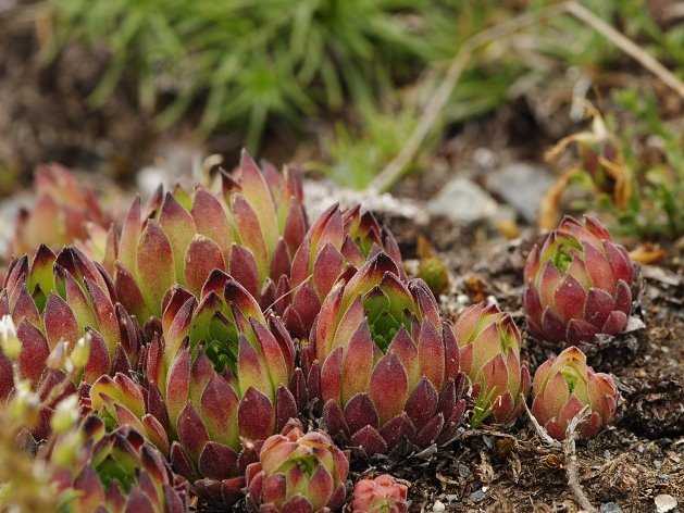 marmoreum ssp. reginae-amaliae (macedonicum) from Kobilino pole, O