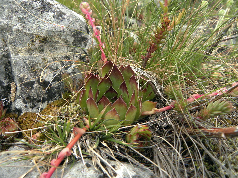 marmoreum from Ražana glava