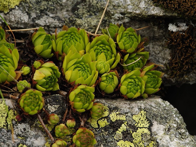 montanum ssp. carpathicum from Miedziane