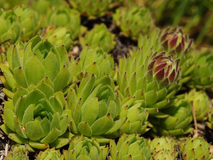 montanum ssp. heterophyllum from Sladná skala