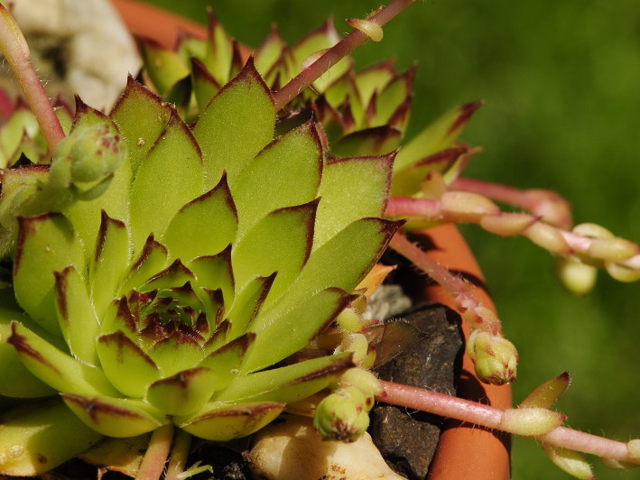 marmoreum ssp. marmoreum from Bobotov Kuk, Abhang