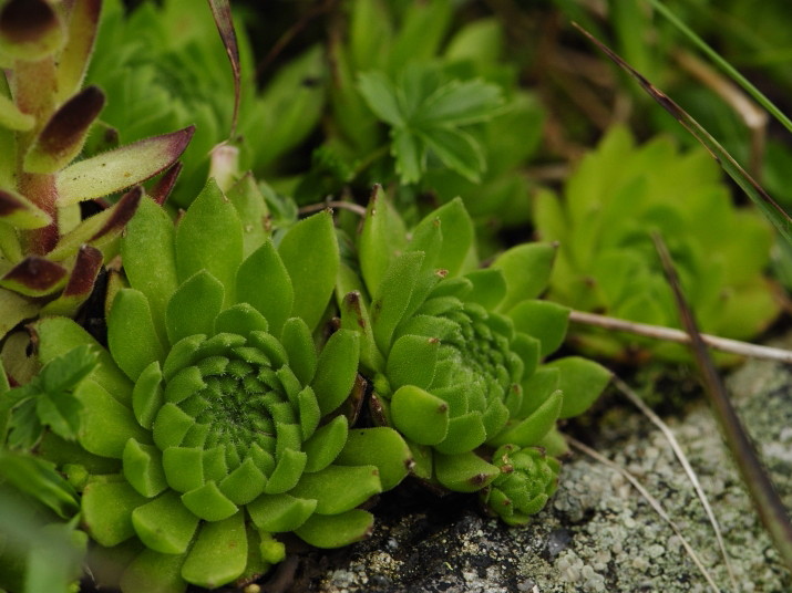 montanum ssp. carpathicum from Baníkovské sedlo 