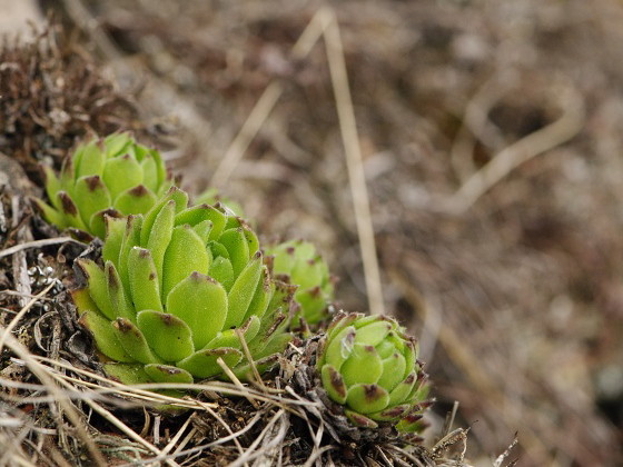 montanum ssp. heterophyllum from Veľký Grič