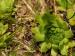 montanum ssp. carpathicum from Hrubý vrch, SO