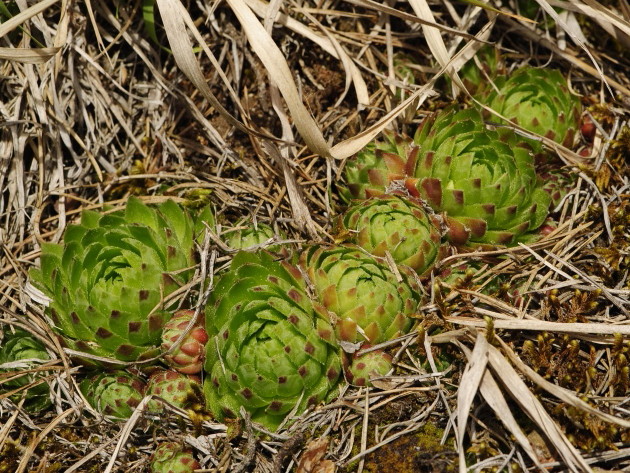 globiferum ssp. globiferum from Čepice, NO