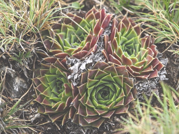 heuffelii from Kenanica