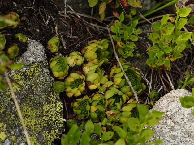 montanum ssp. carpathicum from Krzyzne, Abhang