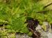 montanum ssp. carpathicum from Račkova dolina