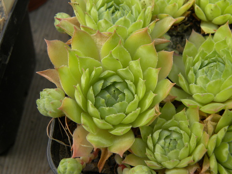 tectorum var. tectorum (andreanum) from Torreta de Cadí
