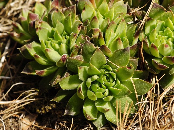 heuffelii from Izvidnica, Aussichtsturm